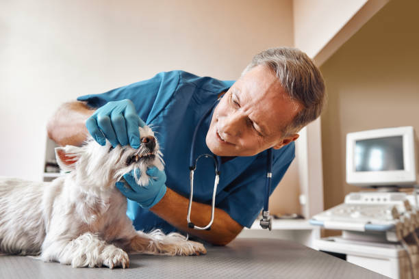 Best Emergency Treatment for Dental Infections or Abscesses in South Russell, OH